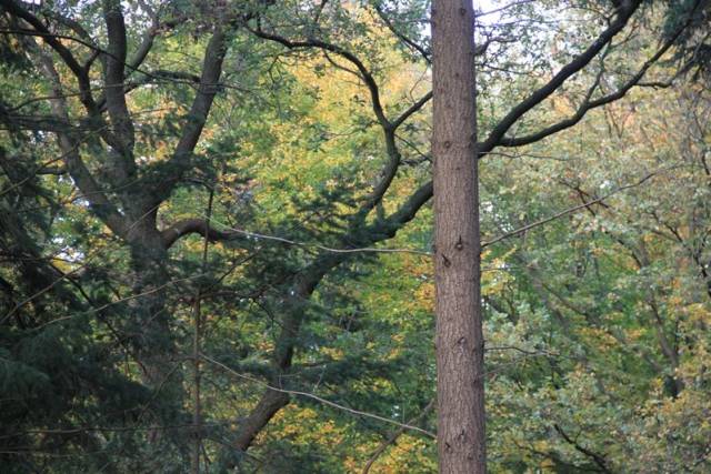 herfstwandeling-2017-1581 - Afbeelding 27 van 44