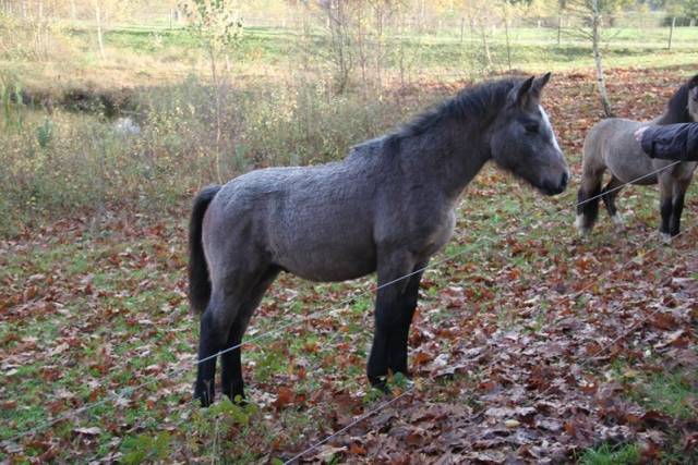 herfstwandeling-2017-1596 - Afbeelding 41 van 44