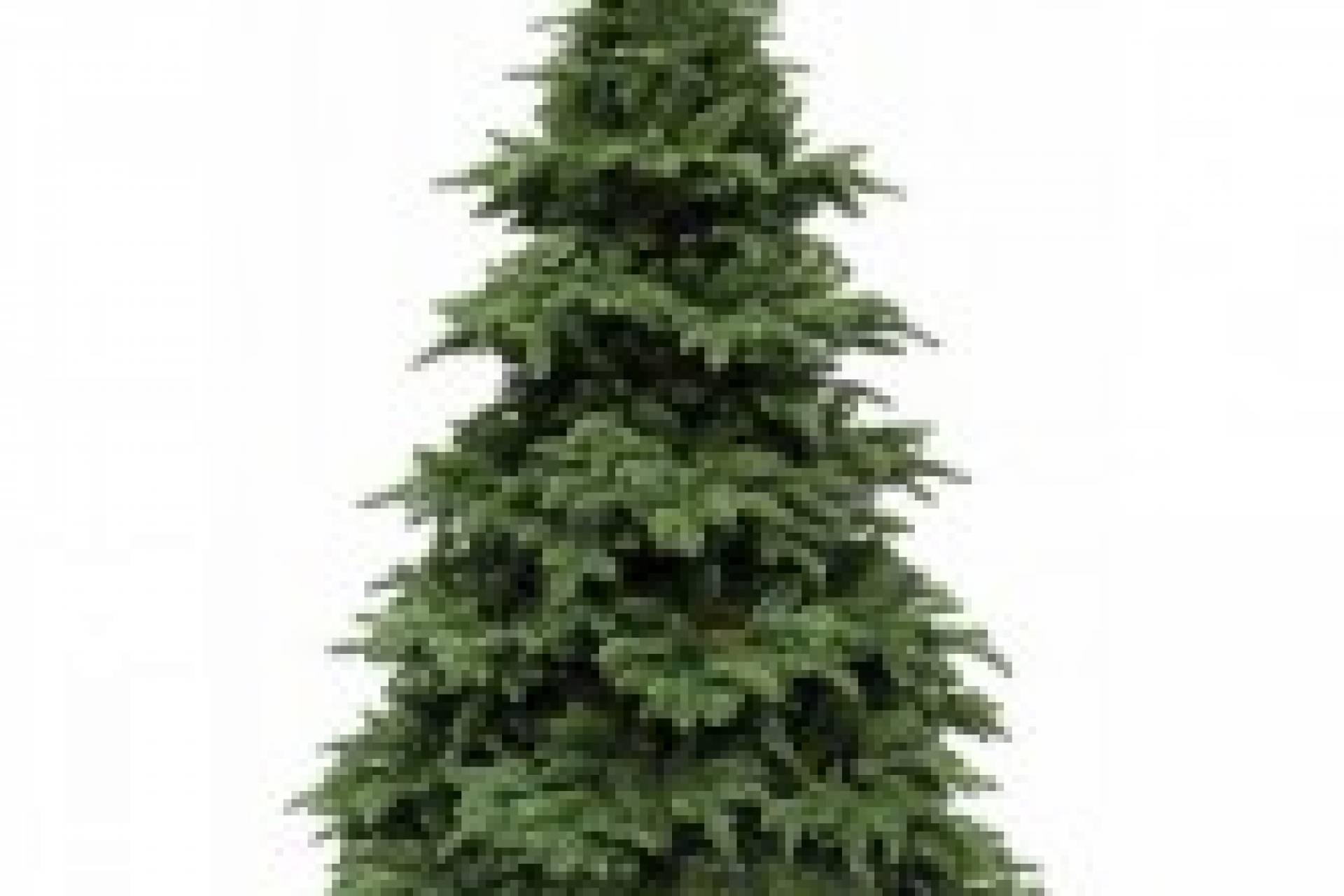 kerstbomen-verkoopactie-2013-enorm-succes-99