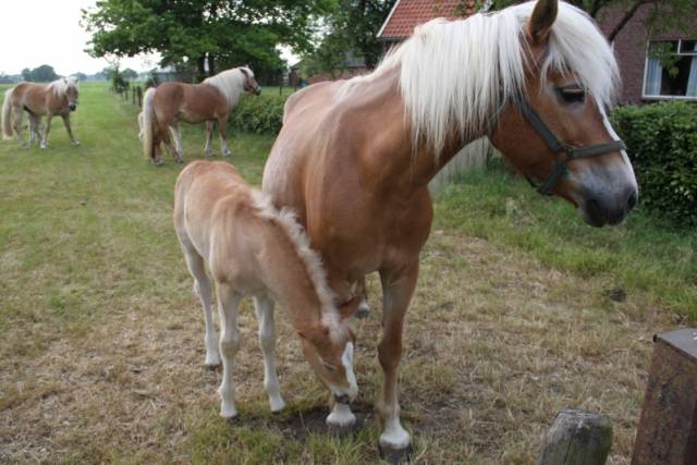 senatoren-surprise-bezoek-aan-paardenmelkerij-sand-in-harbrinkhoek-1288 - Afbeelding 1 van 16