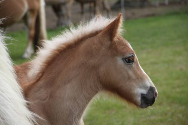 senatoren-surprise-bezoek-aan-paardenmelkerij-sand-in-harbrinkhoek-1297 - Afbeelding 10 van 16
