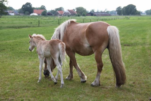 senatoren-surprise-bezoek-aan-paardenmelkerij-sand-in-harbrinkhoek-1299 - Afbeelding 12 van 16